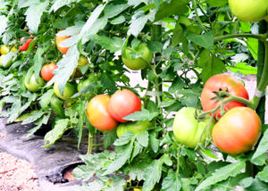 飛騨高山　ＨＡＳＥＧＡＷＡ～no！　大玉トマト　樹成り　収穫開始　高冷地育ち　感動トマト　産地直送　ハセガワーノ